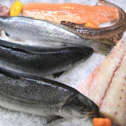 Norwegian salmon, Kob & kingklip